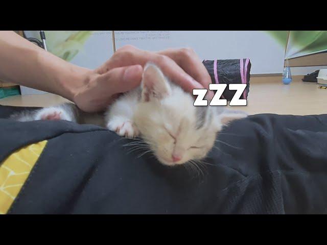 Baby Kitten that, After Playing a lot, Fainted on My Lap!