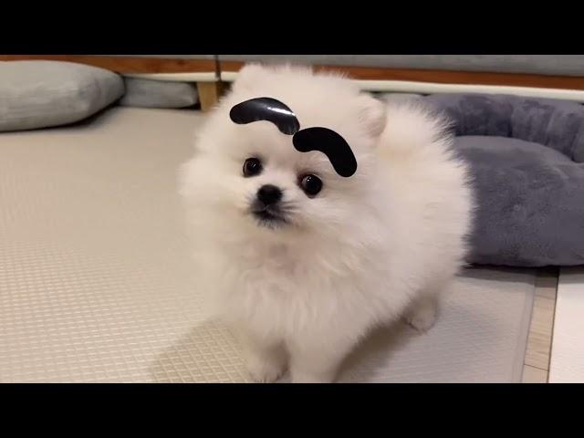 동동이 3개월때 1탄 (미공개 영상)