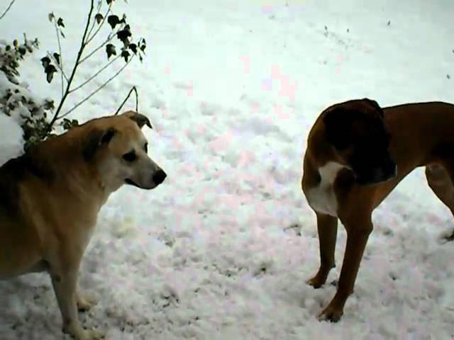 Our canine cuties playing in the snow.