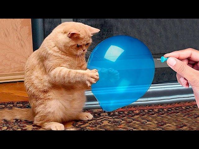 Funny animals - Funny cats and dogs - Funny animal videos 2023