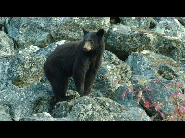 Bear, Motorcycle riding, British Columbia, Canada/VRIDETV