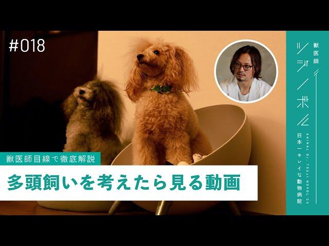 【はじめての多頭飼い】年齢差｜性別｜犬種│しつけなど注意点を獣医師が解説【獣医師ツジノボル】