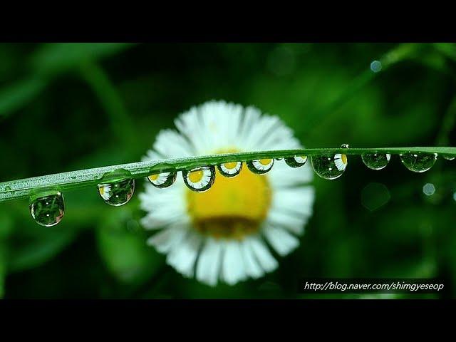 물방울접사,물방울,접사,water drop,심포토,