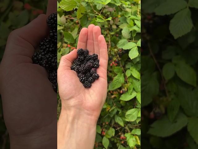 Abundant wild berries #foraging #blackberry #wildberries