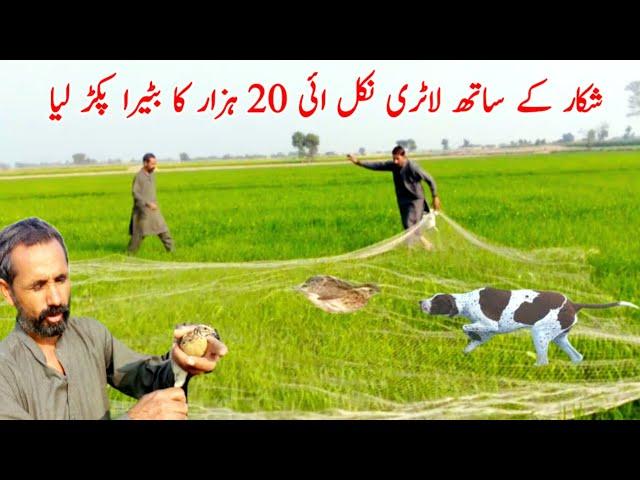 quail hunting with dog | batair hunting batair ka shikar with dog hunting quail with net  very munda