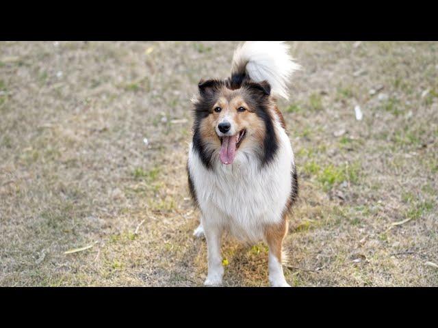 Celebrity Shelties Meet the Famous Social Media Stars