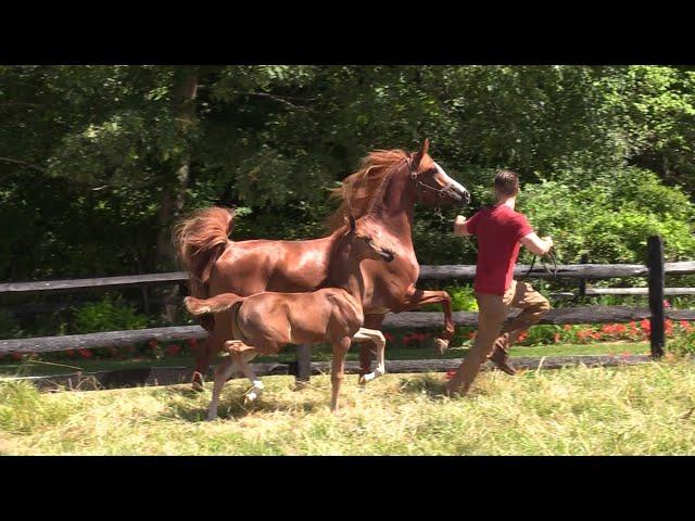 2022 Chestnut Filly (Rhythmic AHSA x Noble Brielle by IXL Noble Express+)