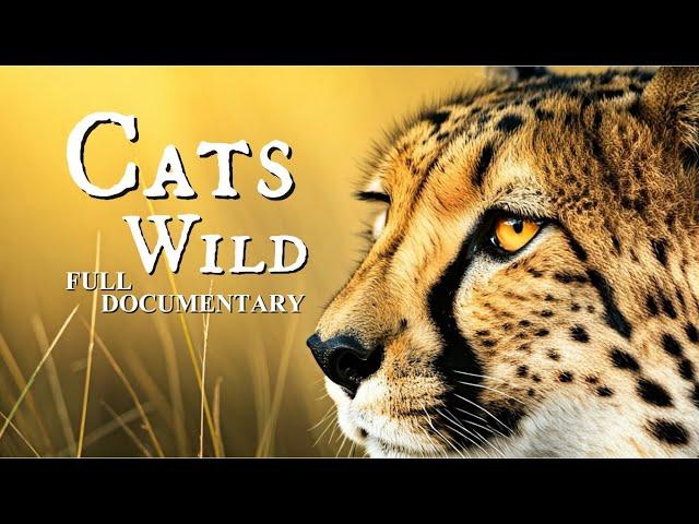 THE WILD CAT'S l 8K TV ULTRA HD /  Full Documentary in English