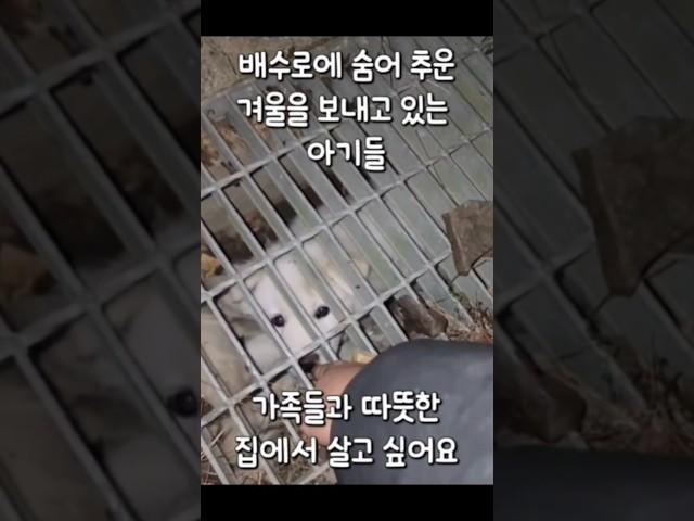 배수로에서 지내는 아기들의 따뜻한 가족이 되어주세요 #강아지#유기견#반려견#임보#사지말고입양하세요#dog#pet#puppy#family#adoption