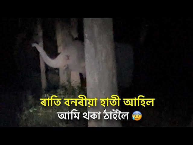 ৰাতি বনৰীয়া হাতী আহিল  আমি থকা ঠাইলৈ - Episode 15 : Elephant Journey to Kaziranga 2024