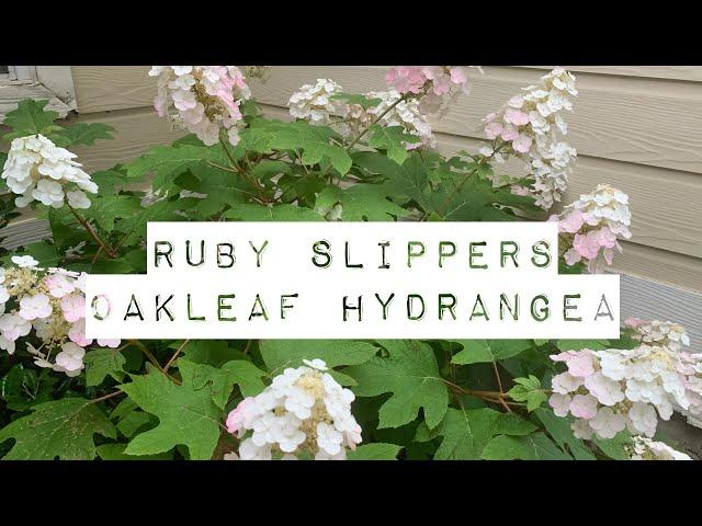 Ruby Slippers Oakleaf Hydrangea a must have flowering shrub for small garden spaces