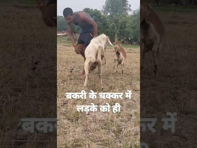 बकरे ने बकरी के चक्कर में लड़के को ही #shortsvideo