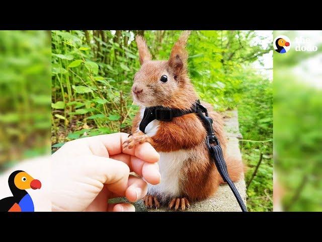 Squirrel Who Falls From Roof Finds Dad Who Won't Give Up on Him - TINTIN | The Dodo