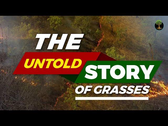 The Untold Story Of Grasses | William Bond