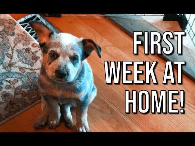 Puppy's first week at home! | Rocket