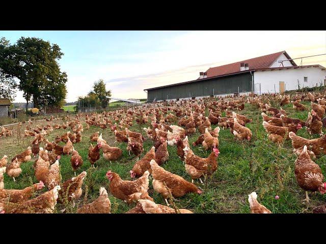 2.35 Billion Chickens Are Raised This Way By European Farmers - Chicken Farming