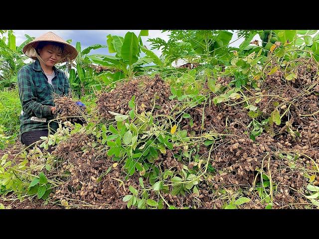 Little Garden | Episode 11 | How I grow peanut with many tubers, delicious food after harvesting