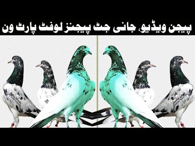 Pigeon Video  Jani Jutt Pigeons Loft  Part One