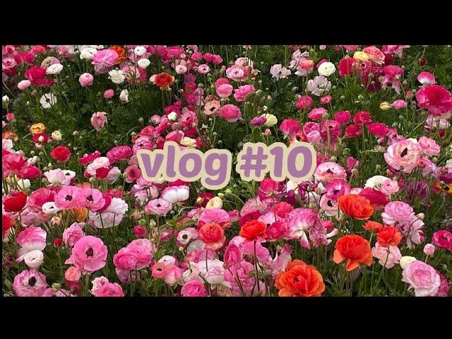 Vlog #10 Carlsbad Flower Fields 칼스베드 플라워필드 꽃구경하기 (3/2022)