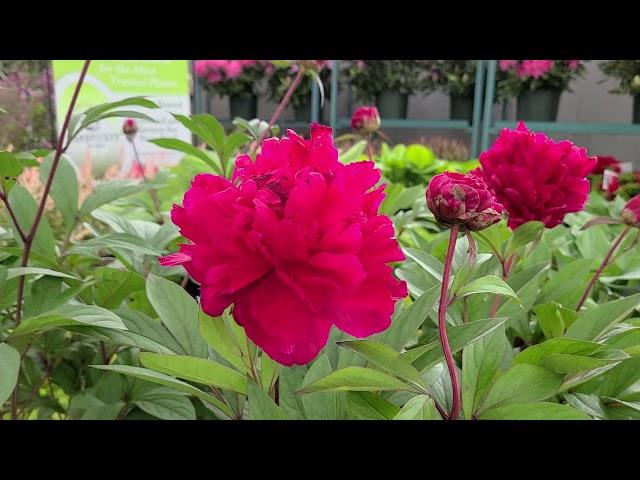 Paeonia 'Karl Rosenfield' (Peony) // SHOW-STOPPING classic red flowers and FRAGRANT!