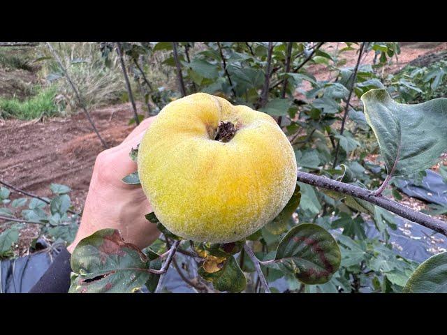 Aromatnaya Quince Grafted to Pacific Crab Apple roots