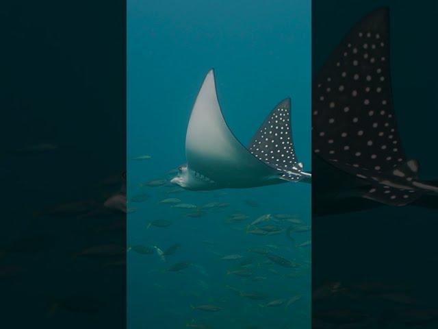 Baby Spotted Eagle Ray flying underwater