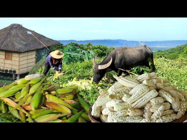 Harvesting Corn in the farm