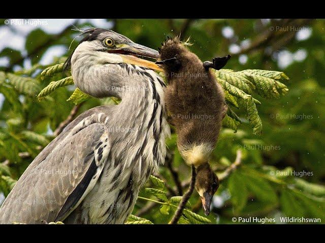 Heron eat enormous birds by swallowing them whole and head first