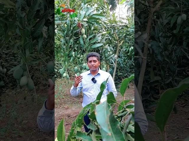 আম গাছে সার প্রয়োগের সঠিকপদ্ধতি#আম#আম_গাছে_সার_প্রয়োগ #আম_গাছ  #kenofi  #ক্যানোফি_অনুযায়ী_সার_প্রয়োগ