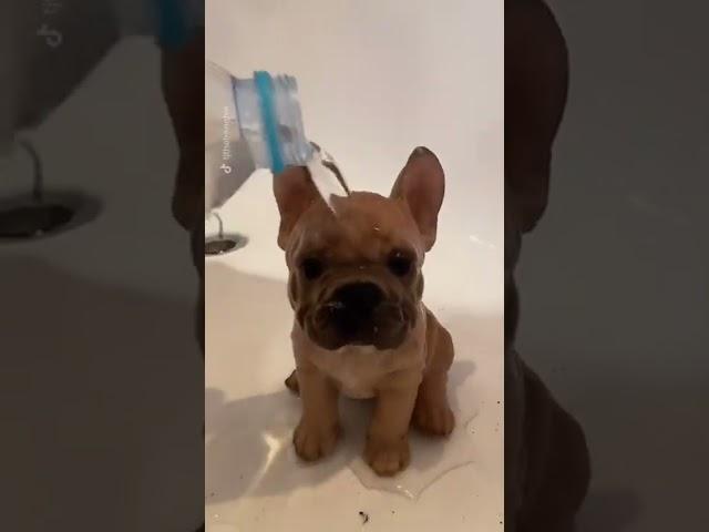 It worked!! (@TJ The Frenchie ) #dogsofttiktok #fyp #foryou #foryoupage #magic #frenchie