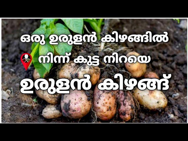 5 പൈസ ചിലവില്ലാതെ ഉരുളക്കിഴങ്ങു വിളവെടുക്കാം | Potato cultivation in prs kitchen krishi | Farming