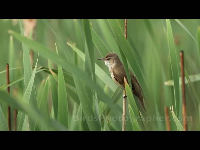 Тръстиково шаварче / Great Reed-warbler