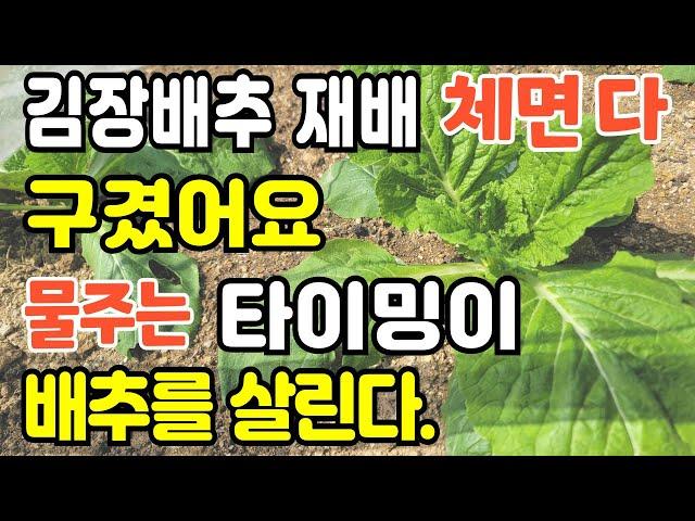 이론으로는 설명이 안되는 김장배추 성장 모습 올해처럼 폭염기에 김장배추 물주는 타이밍 실험 결과는