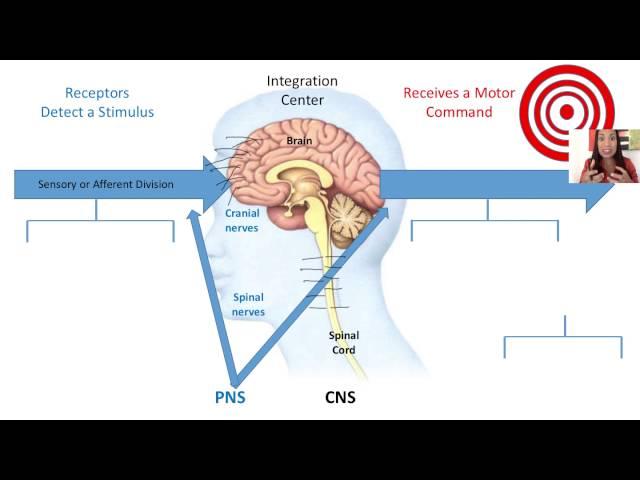 1. Functional Organization of the Nervous System