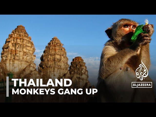 Thailand’s monkeys go bananas: Wild animals rounded up and placed in captivity