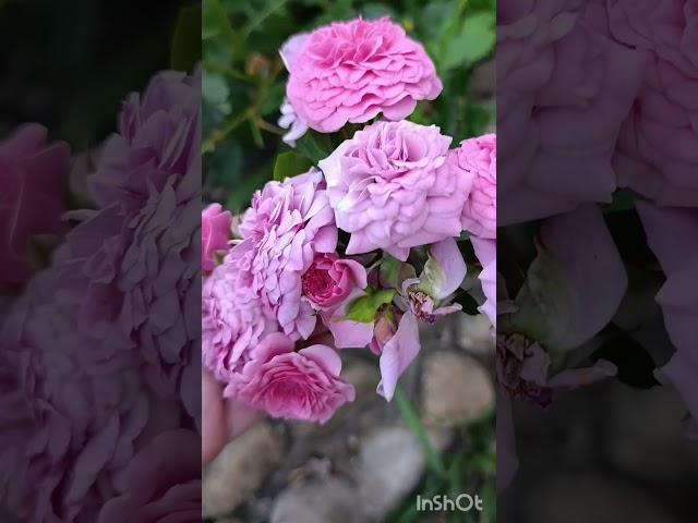 Розы спрей