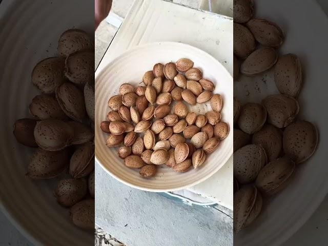 First almond harvest on our farm ️ Delicious! #farmlife #offgrid #portugal #almonds #gardening