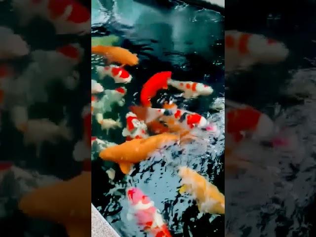 SULTAN ISI KOLAM KOI IMPORT DI NATSUKOI CENTER JAKARTA-DEALER SPECIALIS SUPER JUMBO CALON CHAMPION