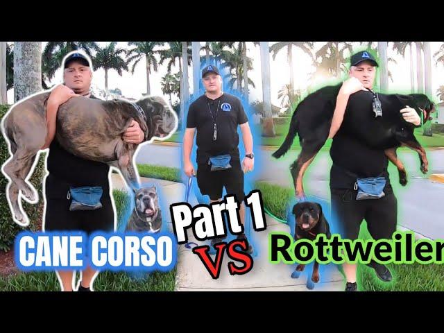 Cane Corso vs Rottweiler - Which is Best? Dog Trainer's Perspective on the Breed - Part 1