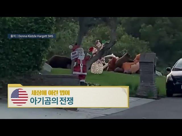 미국, 아기곰의 전쟁 [세상에 이런 법이?]