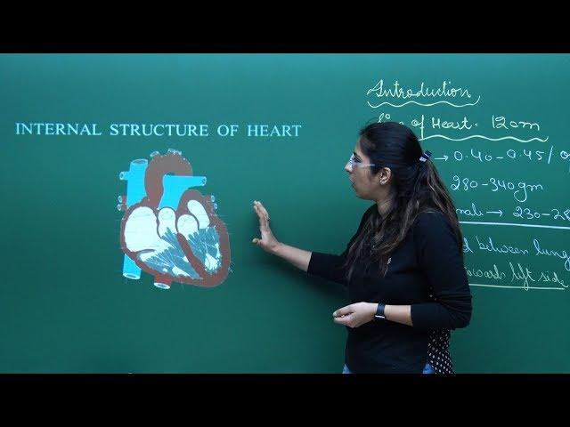 NEET Biology | Heart | Theory & Problem-Solving | In English | Misostudy