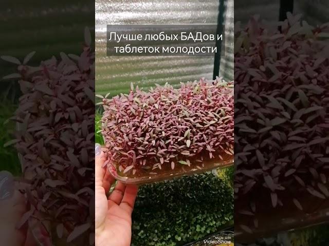 Как вырастить #микрозелень #амаранта? Добавляй в любое блюдо - продлишь #жизнь и укрепишь #здоровье!