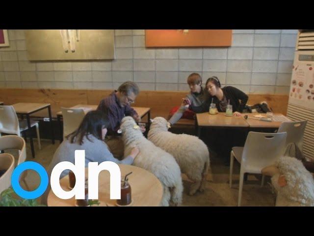 Visitors worldwide enjoy sheep cafe in South Korea