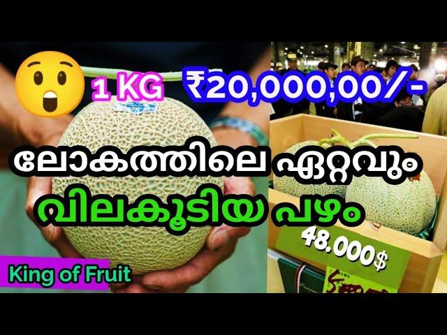 ലോകത്തിലെ ഏറ്റവും വിലകൂടിയ യുബാരി തണ്ണിമത്തൻ ഇതാണ് | Reenas Green Home