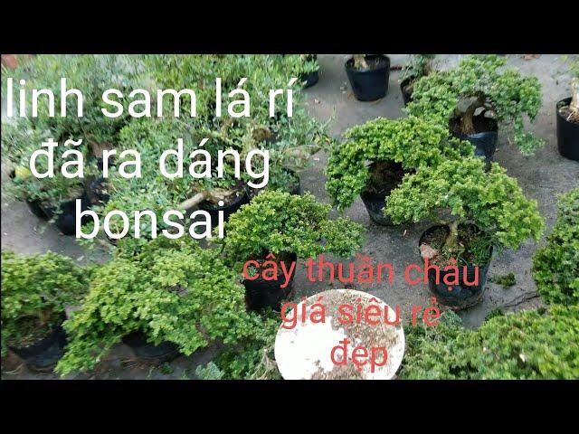 bán bonsai linh sam lá rí sỉ lẻ | 0933368532 | giá rẻ thuần chậu cây đẹp VIP