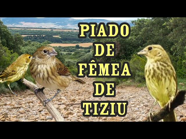 piado de fêmea de tiziu pra levantar tiziu frio