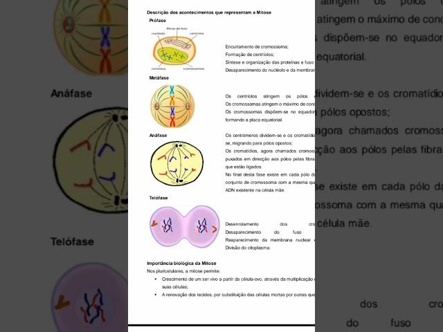 #Mitose| Em 45 segundos