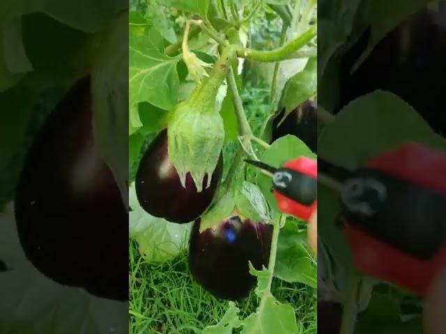 Black Beauty Eggplants #shorts #gardening