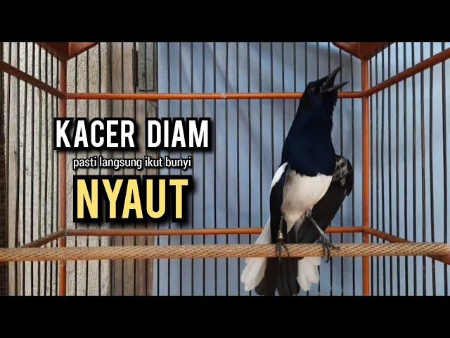 kacer gacor NGEPLONG TARUNG ini paling AMPUH buat PANCINGAN KACER agar EMOSI NYAUT