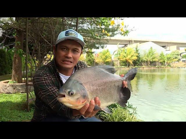 Battle Fishing HUT Transmedia | MANCING MANIA STRIKE BACK (15/12/24) Part 1